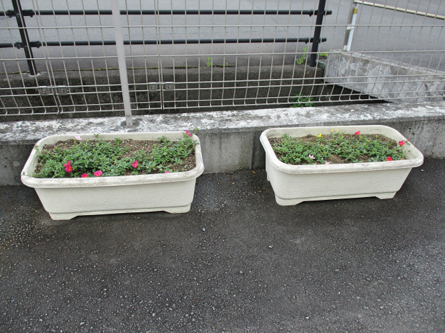 グループハウス三島富田町「ポーチュラカ」開花し始めました